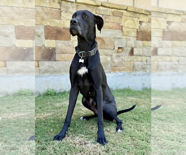 Medium Photo #2 Great Dane Puppy For Sale in PIPE CREEK, TX, USA