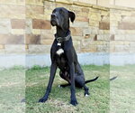 Small #1 Great Dane
