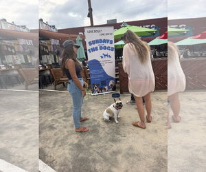 Petunia - Female French Bulldog Dog for Adoption - Photo #6