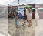 Small Photo #6 French Bulldog Puppy For Sale in San Diego, CA, USA