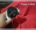 Small Photo #22 English Bulldog Puppy For Sale in COLUMBUS, OH, USA