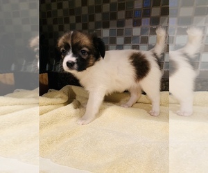 Papillon Puppy for sale in LOOGOOTEE, IN, USA