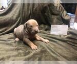 Small Photo #8 American Pit Bull Terrier-Doberman Pinscher Mix Puppy For Sale in HAYESVILLE, NC, USA