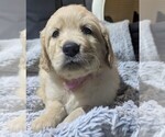 Puppy Dark pink girl Golden Retriever