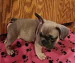 Small Photo #2 French Bulldog Puppy For Sale in GREENWICH, OH, USA