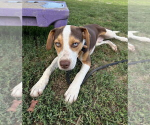 Blitz - Male Mutt Dog for Adoption - Photo #2