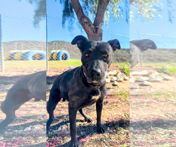 Medium Photo #5 Labrador Retriever-Unknown Mix Puppy For Sale in San Diego, CA, USA