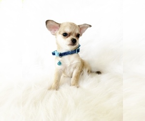 Chihuahua Puppy for sale in SACRAMENTO, CA, USA