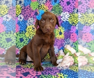 Labrador Retriever Puppy for sale in BRIDGETON, PA, USA