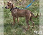 Small #3 Mutt