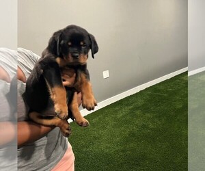 Rottweiler Puppy for sale in GARDENA, CA, USA