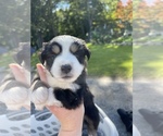 Small Photo #6 Miniature Australian Shepherd Puppy For Sale in GRISWOLD, CT, USA
