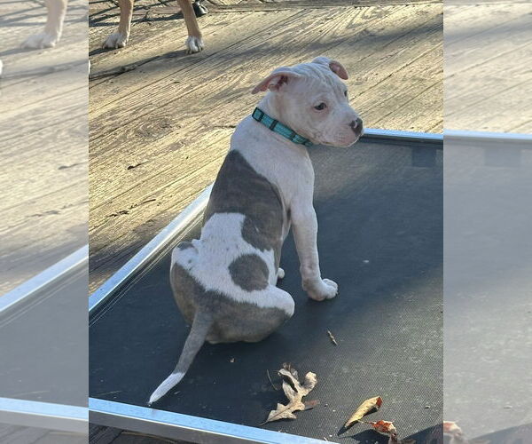 Medium Photo #4 Mutt Puppy For Sale in Spotsylvania, VA, USA