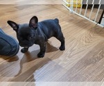 Small Photo #3 French Bulldog Puppy For Sale in GARLAND, TX, USA