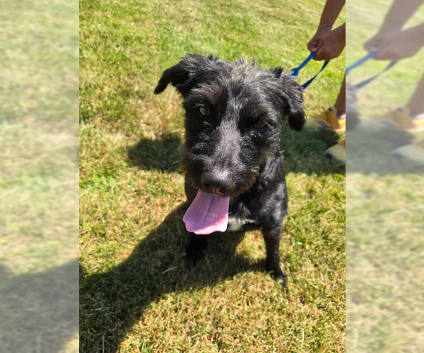 Medium Photo #4 Mutt Puppy For Sale in Cranston, RI, USA