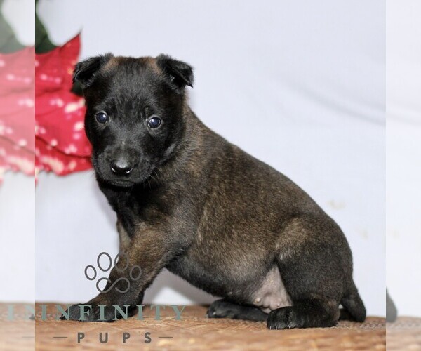 Medium Photo #4 Belgian Malinois Puppy For Sale in STRASBURG, PA, USA