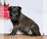 Small #3 Belgian Malinois