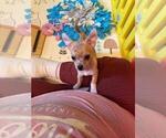 Small Photo #79 Chihuahua Puppy For Sale in CHARLESTON, AR, USA