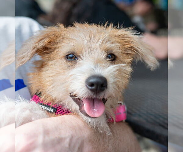 Medium Photo #2 Mutt Puppy For Sale in Mundelein, IL, USA