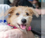 Small #1 Mutt