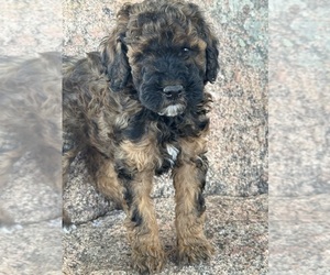 Poodle (Miniature)-Poodle (Standard) Mix Puppy for sale in LONGMONT, CO, USA