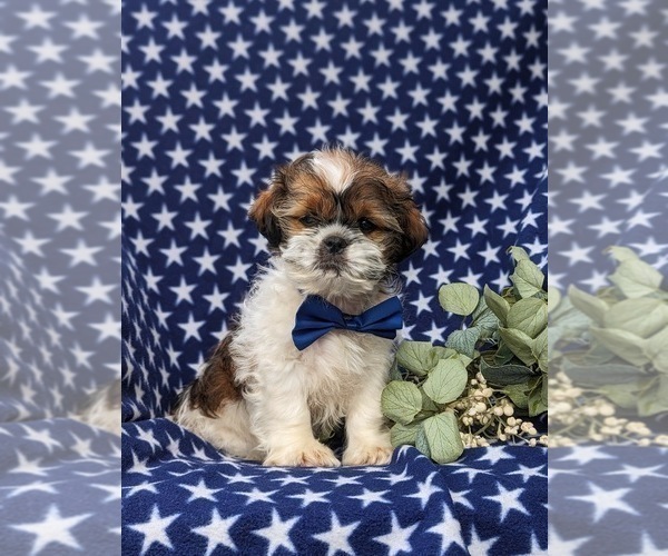 Medium Photo #1 Shih Tzu Puppy For Sale in OXFORD, PA, USA