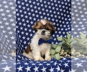 Lhasa Apso Puppy for sale in OXFORD, PA, USA