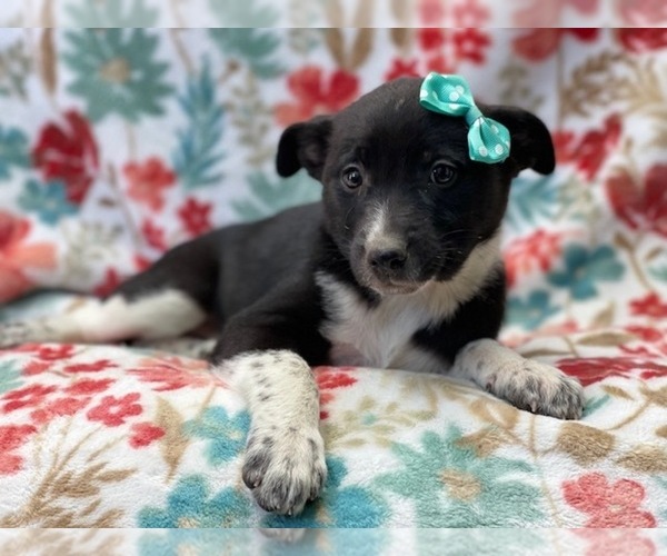 Medium Photo #13 Australian Cattle Dog-Border Collie Mix Puppy For Sale in LAKELAND, FL, USA