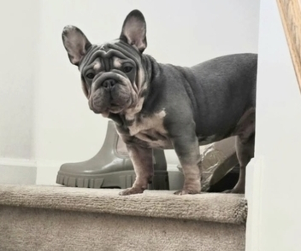 Medium Photo #1 French Bulldog Puppy For Sale in GLEN BURNIE, MD, USA