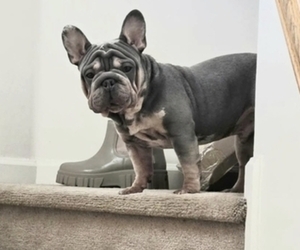 Father of the French Bulldog puppies born on 05/29/2026