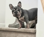 Small Photo #1 French Bulldog Puppy For Sale in GLEN BURNIE, MD, USA