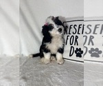 Bella - Female Bernedoodle Puppy for Sale - Photo #3