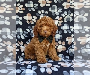 Cock-A-Poo Puppy for sale in CHRISTIANA, PA, USA