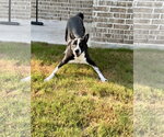 Small #5 Lab-Pointer