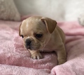 Small #14 French Bulldog