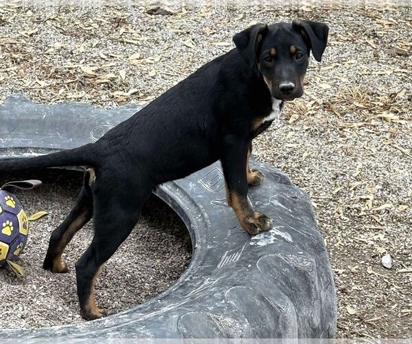 Medium Photo #3 Labrador Retriever-Siberian Husky Mix Puppy For Sale in MIDWAY, UT, USA