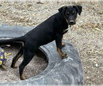 Small #2 Labrador Retriever-Siberian Husky Mix