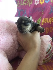 Schnauzer (Miniature) Puppy for sale in SARASOTA, FL, USA