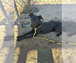 Small #9 Labrador Retriever Mix