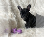Small Photo #2 French Bulldog Puppy For Sale in DELTA, CO, USA