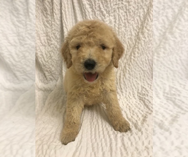 View Ad Goldendoodle Puppy for Sale near Washington, USA. ADN