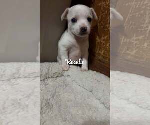 Chihuahua-Unknown Mix Dogs for adoption in Binghamton, NY, USA
