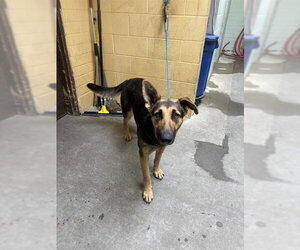 German Shepherd Dog Dogs for adoption in Stockton, CA, USA