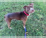 Small #1 American Pit Bull Terrier Mix