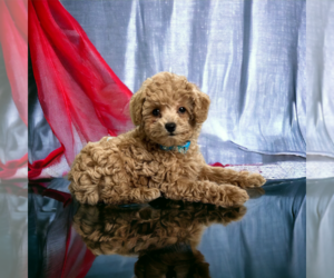 Poodle (Miniature) Puppy for Sale in DUNDEE, Ohio USA