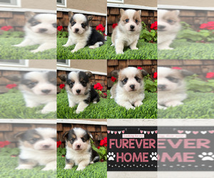 Pembroke Welsh Corgi Puppy for sale in TRACY, CA, USA