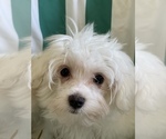 Small Photo #6 Maltese Puppy For Sale in NEWPORT BEACH, CA, USA