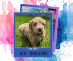 Image preview for Ad Listing. Nickname: Ace