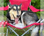 Small Photo #10 Siberian Husky-Unknown Mix Puppy For Sale in Canton, CT, USA