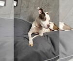 Small #4 Boxer Mix